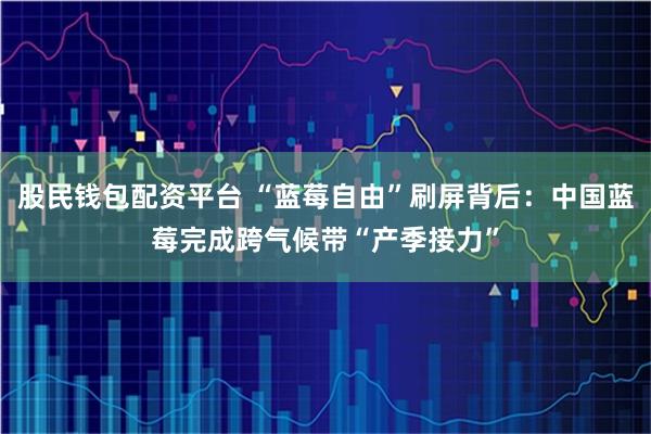 股民钱包配资平台 “蓝莓自由”刷屏背后：中国蓝莓完成跨气候带“产季接力”